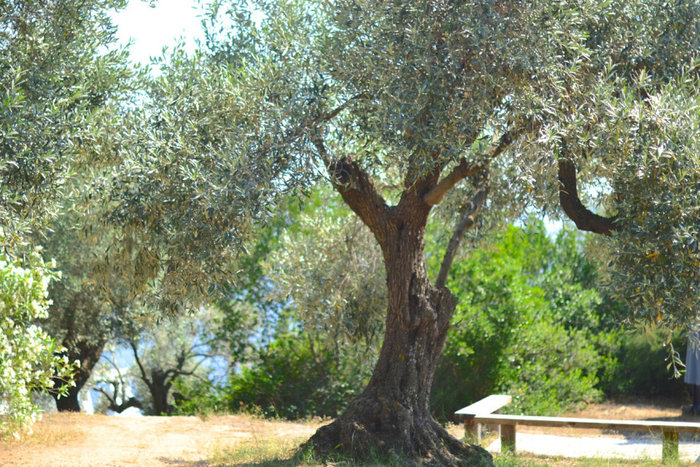 upl55a7ac142e361 | Lamianow.gr