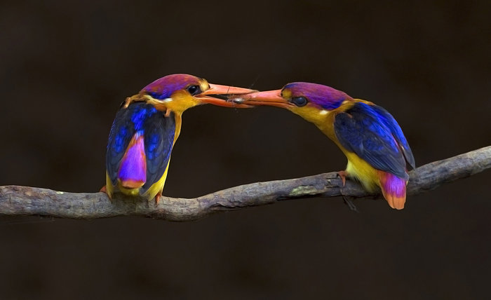 Aditya Salekar, India, Entry, Nature & Wildlife / 2016 Sony World Photography Awards