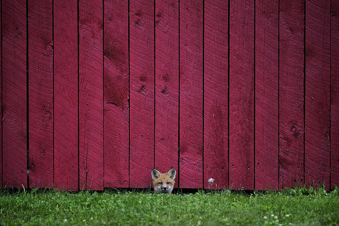 Allan Oman, Entry, Nature & Wildlife / 2016 Sony World Photography Awards