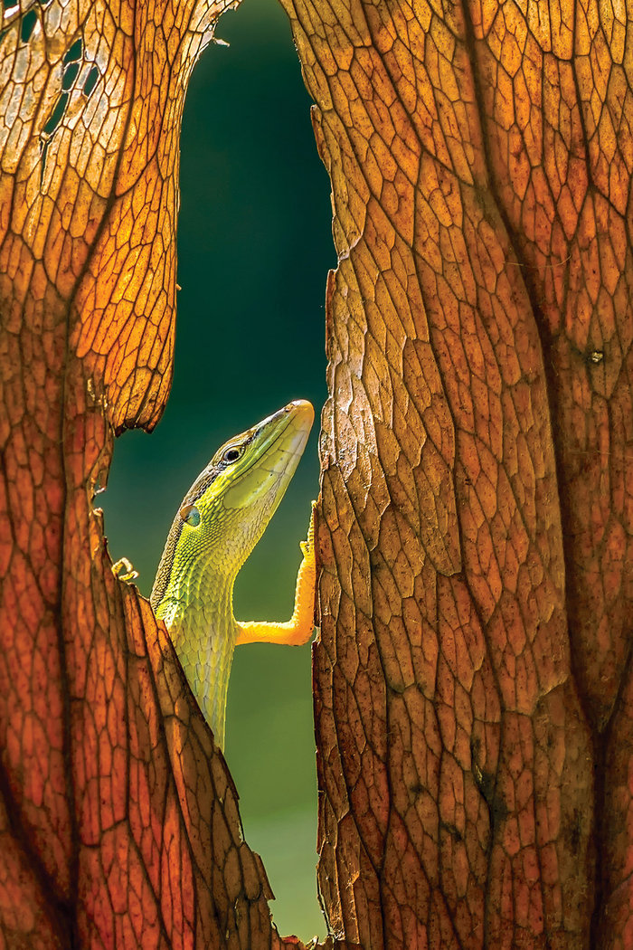 Dikky Oesin, Indonesia, Entry, Open, Nature & Wildlife / 2016 Sony World Photography Awards