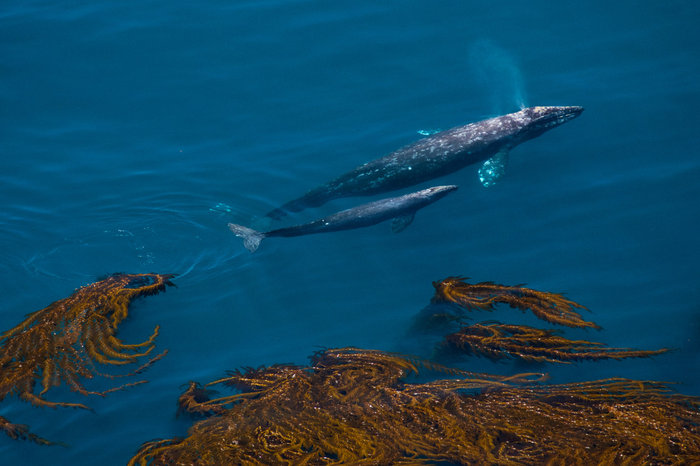 Douglas Croft, USA, Entry, Nature & Wildlife / 2016 Sony World Photography Awards