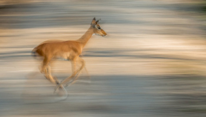 Dave Stroud, UK, Entry, Nature & Wildlife / 2016 Sony World Photography Awards
