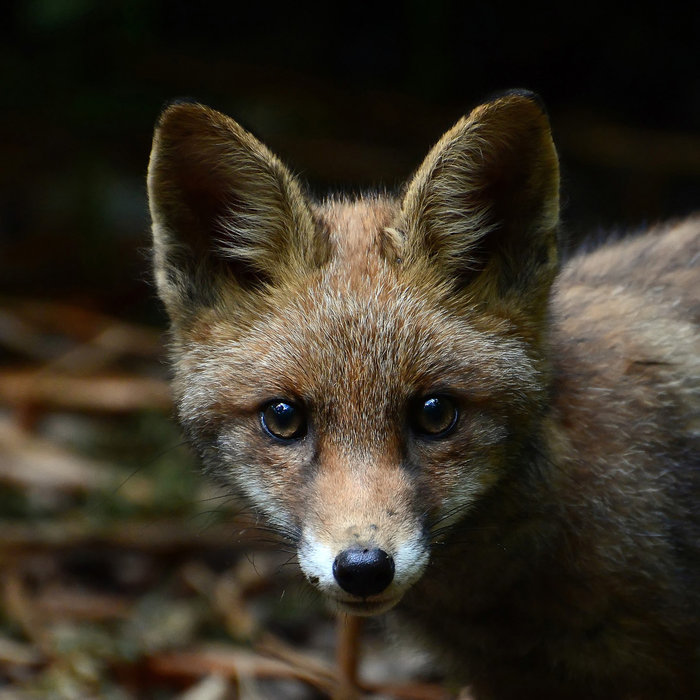 Cathy Doig, UK, Entry, Open, Nature & Wildlife / 2016 Sony World Photography Awards