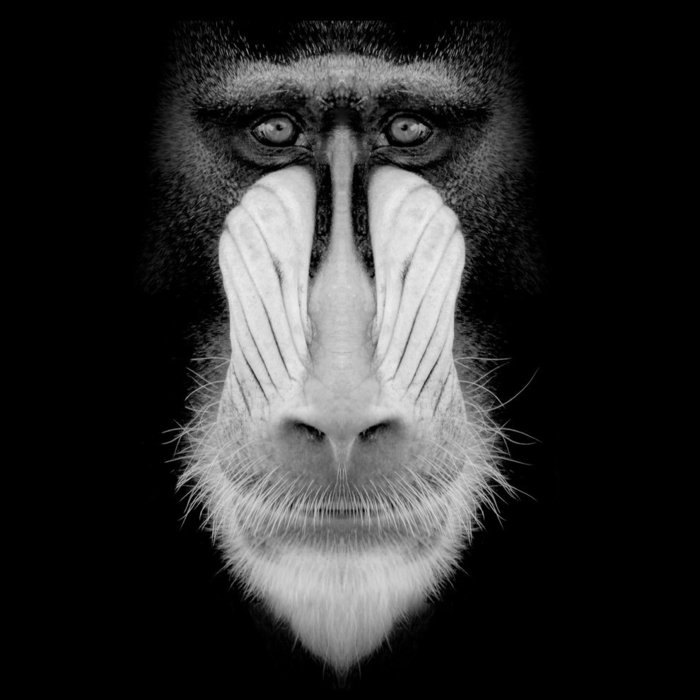 Leonardo Horacio Fainbich, Argentina, Entry, Open, Nature and Wildlife / 2016 Sony World Photography Awards