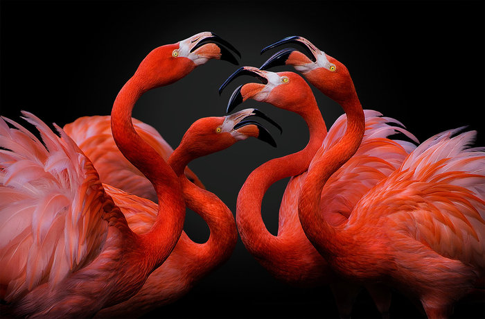 Pedro Jarque, Spain, Entry, Open, Nature & Wildlife / 2016 Sony World Photography Awards