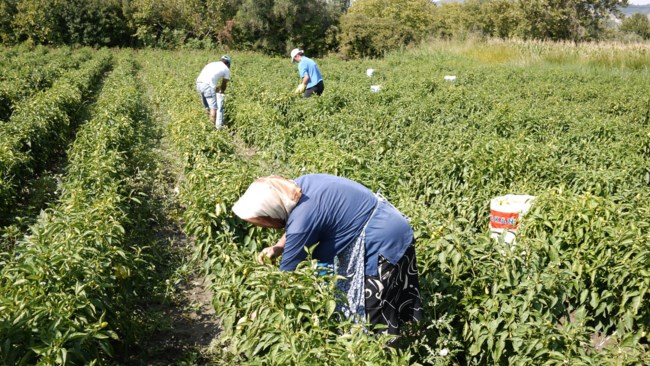 Αγροτικές επιδοτήσεις: Άμεση πληρωμή του 70% της ενίσχυσης για το 2025 - Τι αλλάζει το 2026
