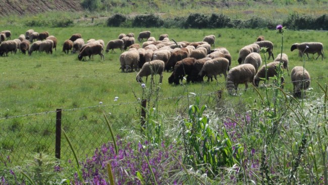 Ελλάδα: Πρώτη σε εκτροφή γιδιών και τέταρτη σε εκτροφή προβάτων στην Ε.Ε