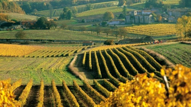 Economist: Γιατί οι νέοι καταναλώνουν όλο και λιγότερο κρασί - Η νέα τάση που ανησυχεί τους παραγωγούς