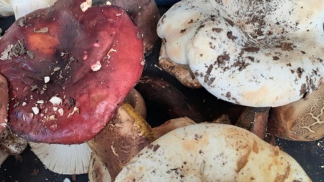 Διήμερη γιορτή μανιταριού στο Ζαγόρι