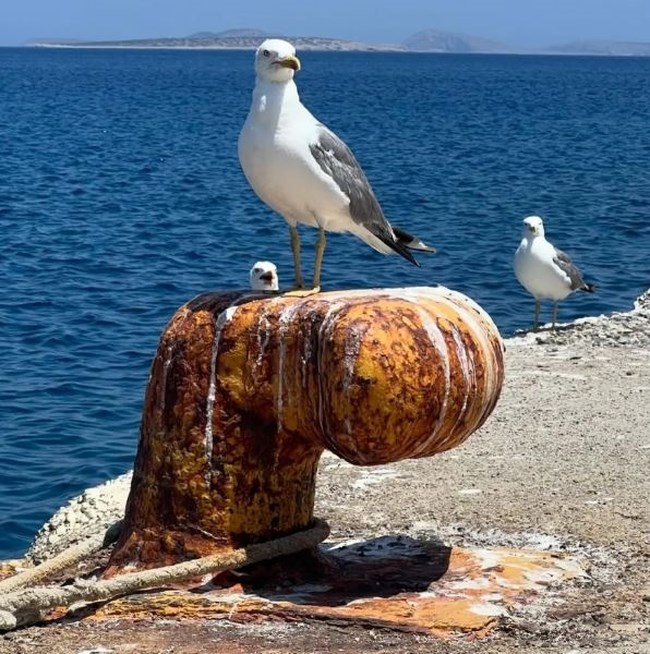 ΖΟΥΓΑΝΕΛΗ ΣΥΡΙΓΟΣ