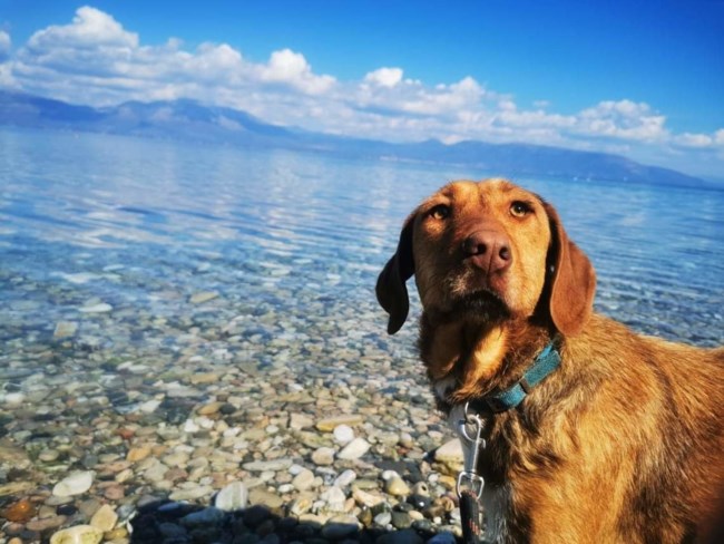 Μπορείτε πάντα να βοηθήσετε ένα ζωάκι: Τι είναι η εικονική υιοθεσία