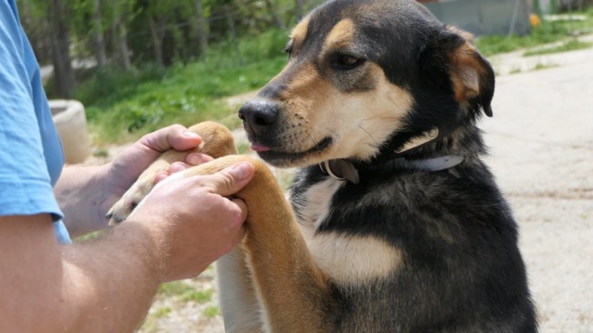 Η Βίλμα είναι το πρώτο σκυλί στο site του Save a Greek Stray: Είναι σκύλος σύντροφος με όλη τη σημάδια της λέξης