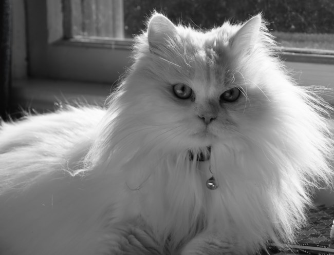 Turkish Angora