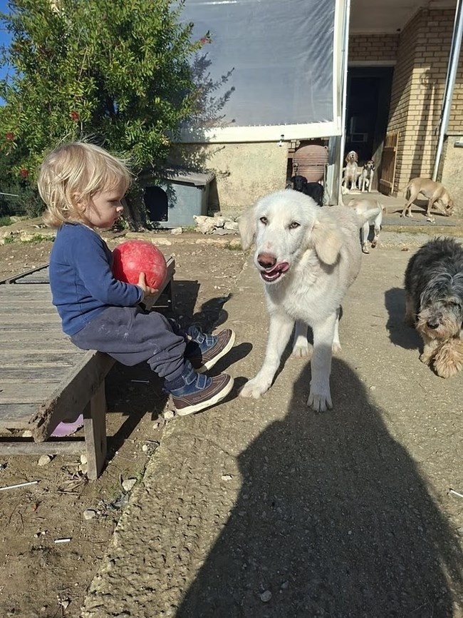 ΖΑΚΥΝΘΟΣ ΤΡΑΦΩΔΙΑ - 2 ΕΤΩΝ ΑΓΟΡΑΚΙ ΝΕΚΡΟ ΑΠΟ ΔΑΓΚΩΜΑ ΠΙΤΜΠΟΥΛ