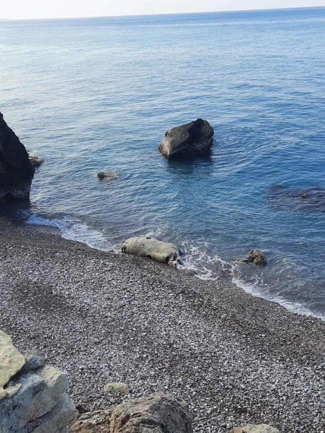 Ρόδος νεκρές αγελάδες