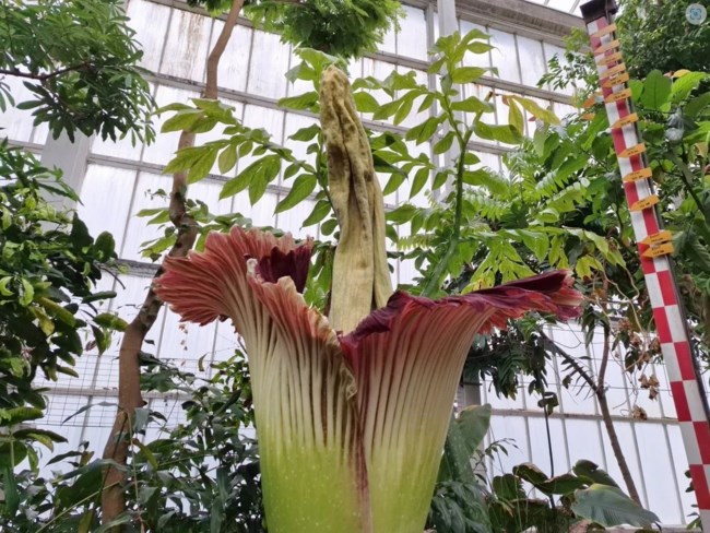 Βέλγιο: Πλήθος κόσμου για να θαυμάσει τον "Φαλλό του Τιτάνα"- Το σπάνιο γιγάντιο λουλούδι που ανθίζει κάθε τρία χρόνια