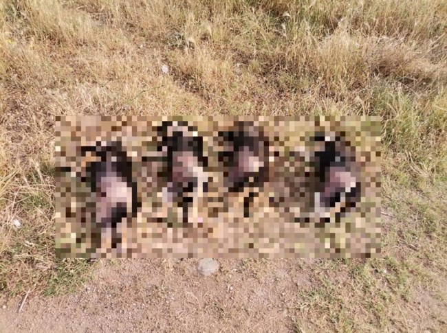 ΚΟΥΤΑΒΑΚΙΑ ΝΕΚΡΑ