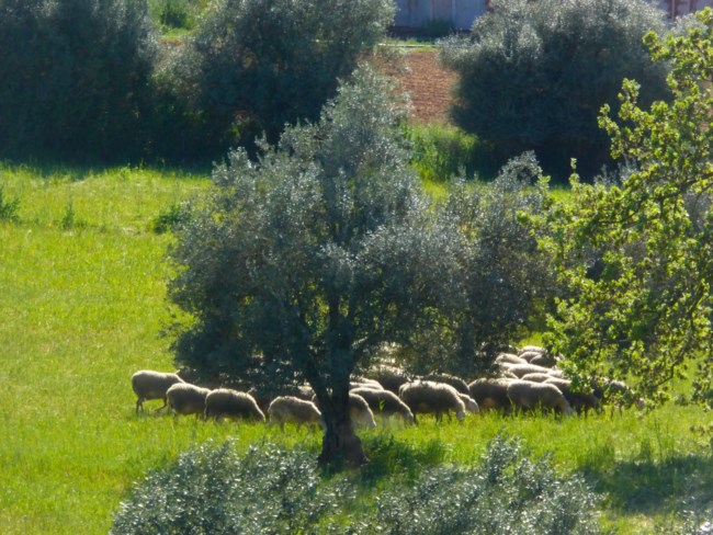 Πρόβατα