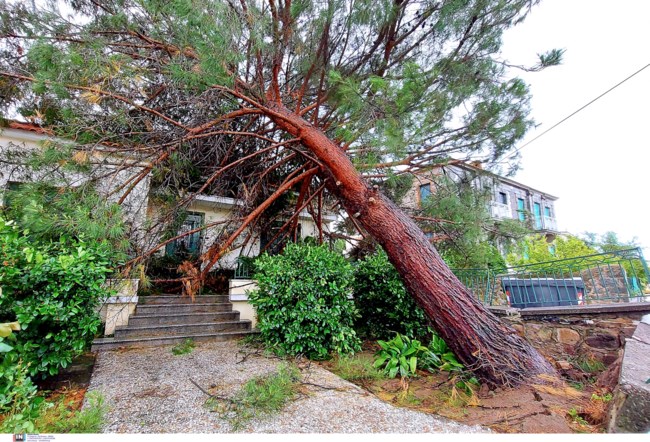 Δέντρο σπίτι