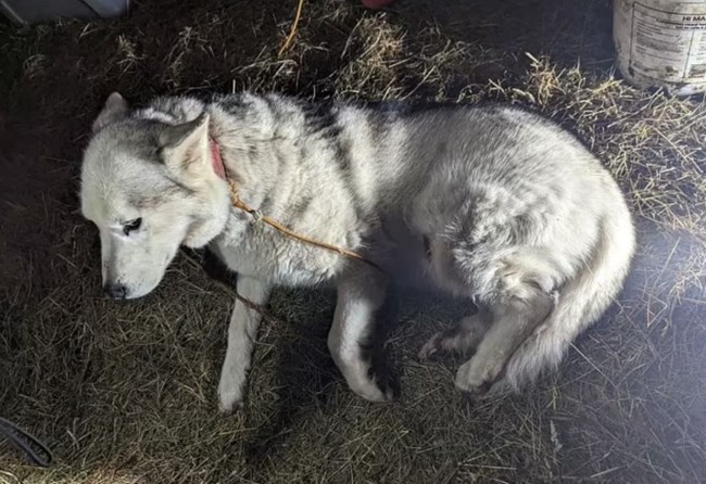 BRETANIA ΚΤΗΝΟΤΡΟΦΟΣ ΧΑΣΚΙ