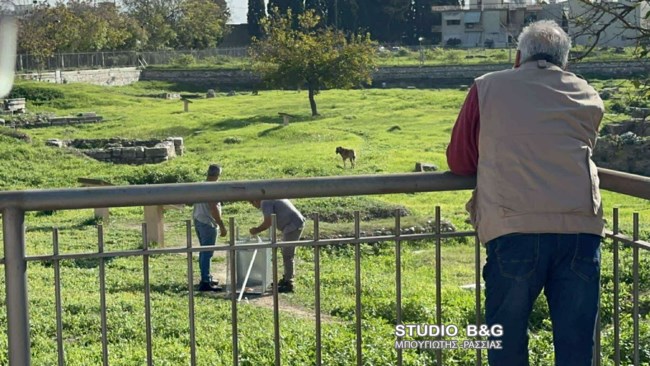 Άργος: Επίθεση αδέσποτων σκύλων σε 17χρονο κορίτσι - Μπήκε στυο χειρουργείο