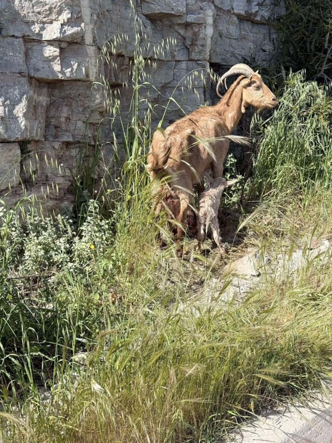 κατσικουλα