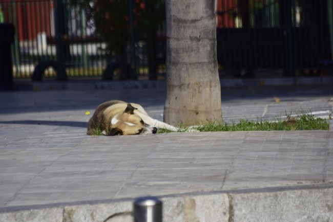 αδεσποτα