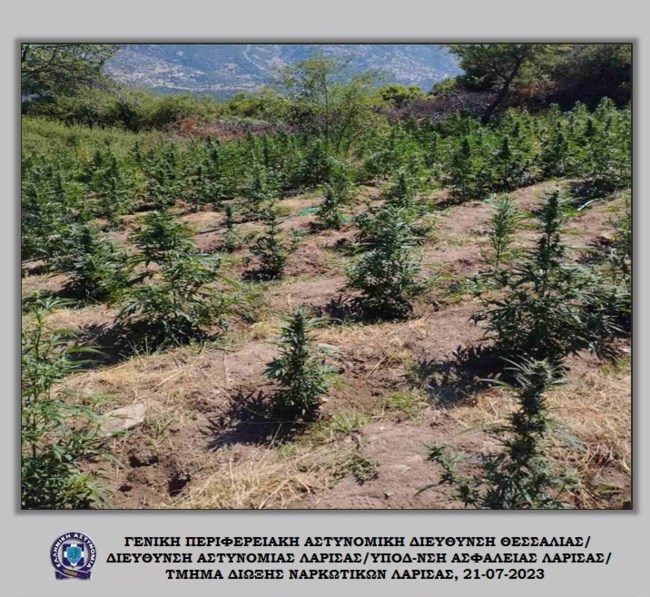 ΦΥΤΕΙΑ ΧΑΣΙΣ ΛΑΡΙΣΑ