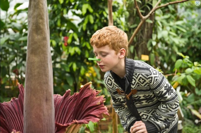 Φαλλός του Τιτάνα