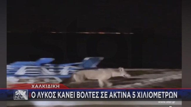 λυκοσ Χαλκιδικη