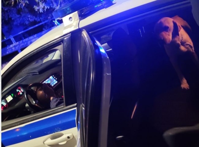 Πάτρα: Συγκινητική διάσωση τραυματισμένου σκύλου από τροχαίο: "Μπήκε μόνος στο πίσω κάθισμα του περιπολικού"