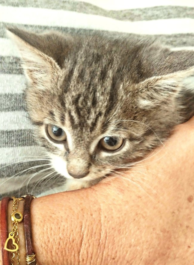 Η Φίφη η χνουδομπαλίτσα προσπαθεί ακόμη να συνέλθει - Εμεινε ολομόναχη, μόλις 30 ημερών  και εγκλωβίστηκε σε σωλήνα [Εικόνες]