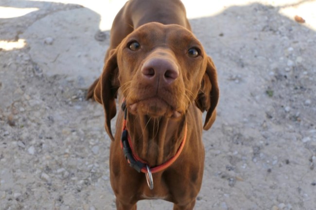 Η Μόλυ έχει τον χαρακτήρα του καλόψυχου κυνηγόσκυλου, χωρίς αυτοπεποίθηση γιατί δεν έχει ζήσει όπως πρέπει