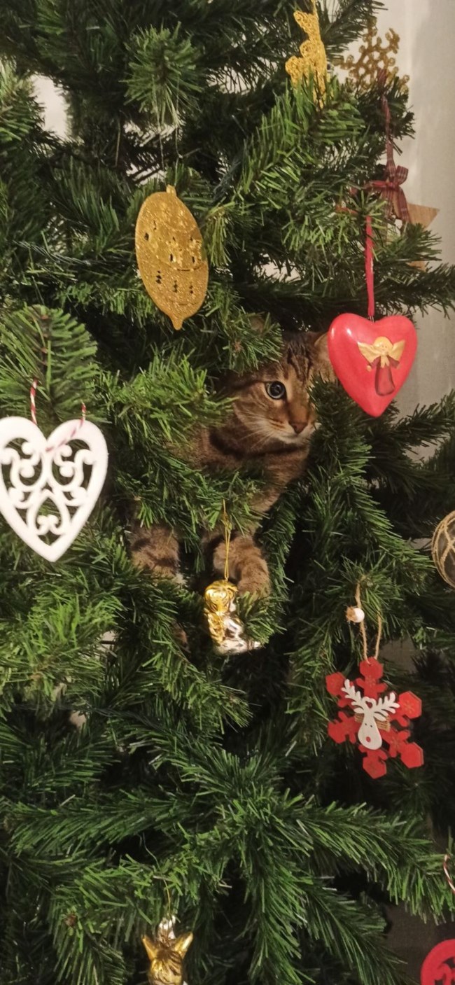 To στολίδι που έχετε στο σπίτι σας και μπαίνει μόνο του στο Χριστουγεννιάτικο δένδρο