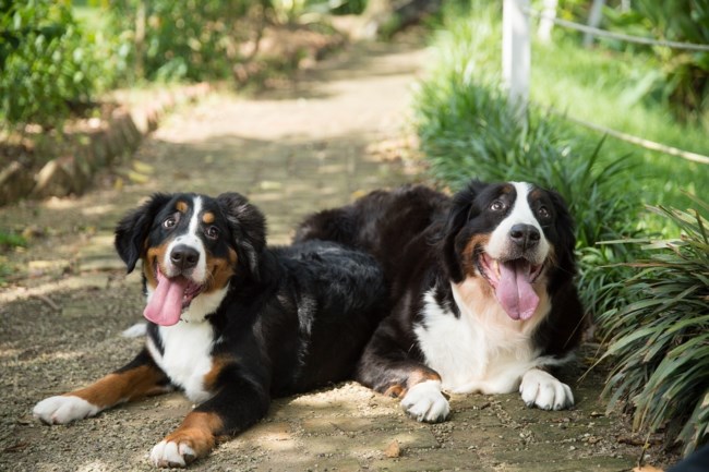 dogs