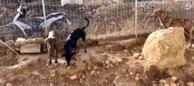"Έχω σώσει πάνω από 4.000 σκυλιά. Πούλησα ότι είχα και δεν είχα"-Το καταφύγιο που στηρίζουν εθελοντές από όλο τον κόσμο
