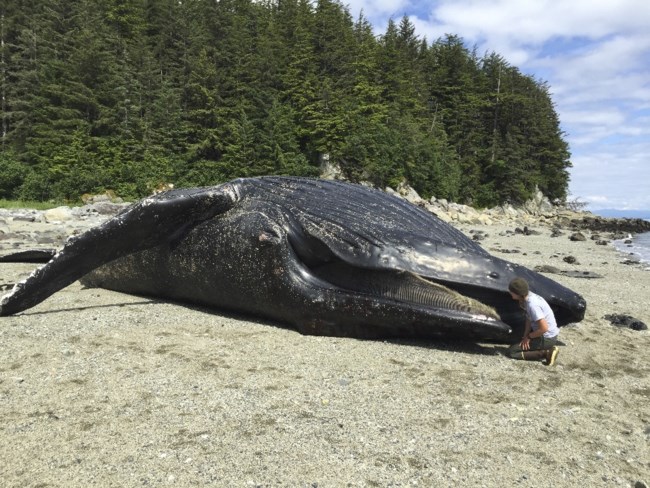 Τα θαλάσσια "κύματα θερμότητας" εξαπλώνονται σε όλο τον κόσμο και έχουν δραματικές επιπτώσεις