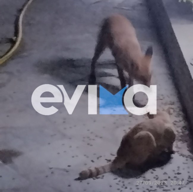 Εύβοια: Αλεπού επισκέπτεται κάθε βράδυ αυλή σπιτιού - Μια συγκινητική ιστορία από την Κάρυστο