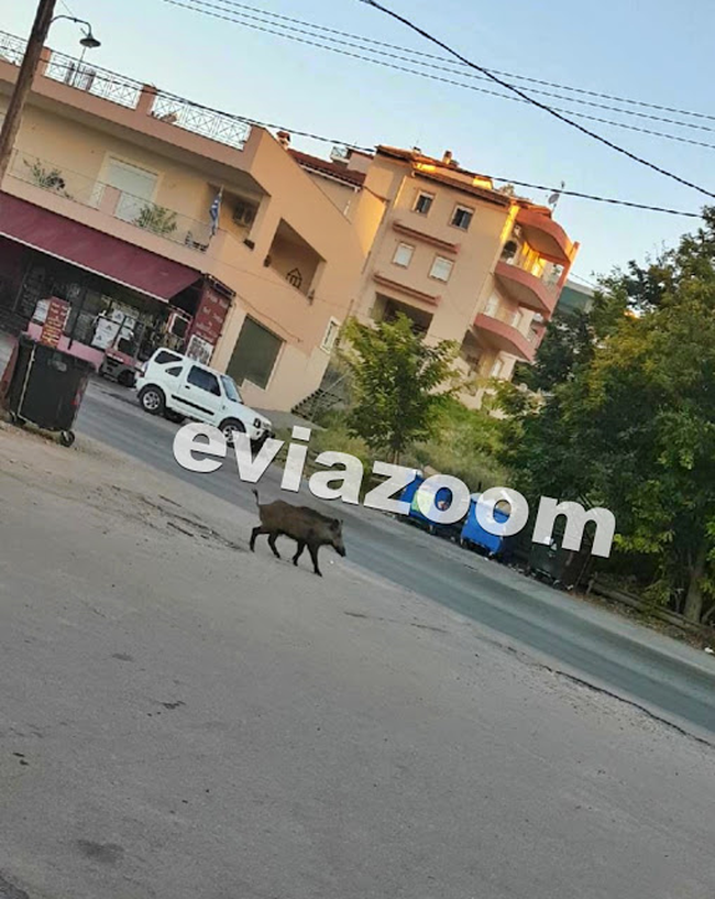Απίστευτες σκηνές στη Χαλκίδα: Αγριογούρουνο έκοβε βόλτες μέσα στην πόλη [Εικόνες]