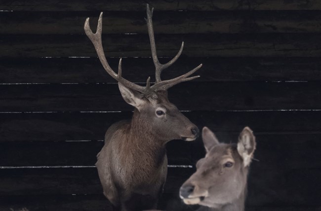 ουκρανια ζωολογικος