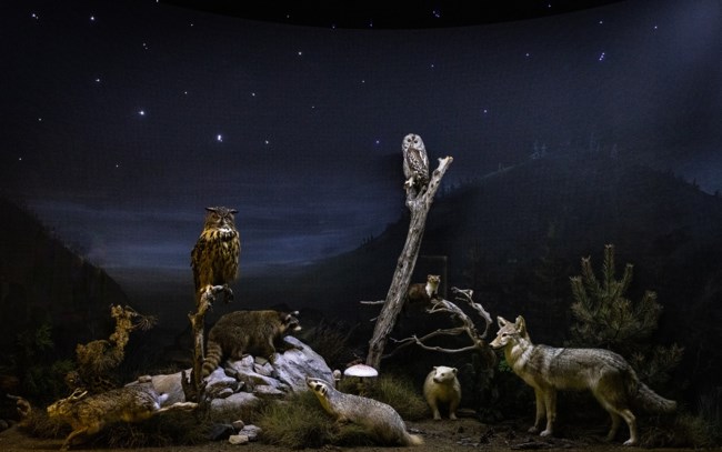 ΔΡΑΣΕΙΣ ΦΥΣΗΣ