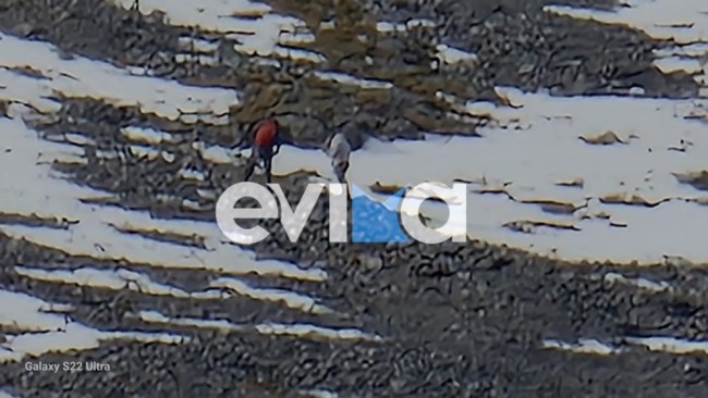 Εύβοια: Η στιγμή που ελικόπτερο παραλαμβάνει τον περιπατητή στο όρος Δίρφυς– Γλίστρησε στο χιόνι και έσπασε το πόδι του