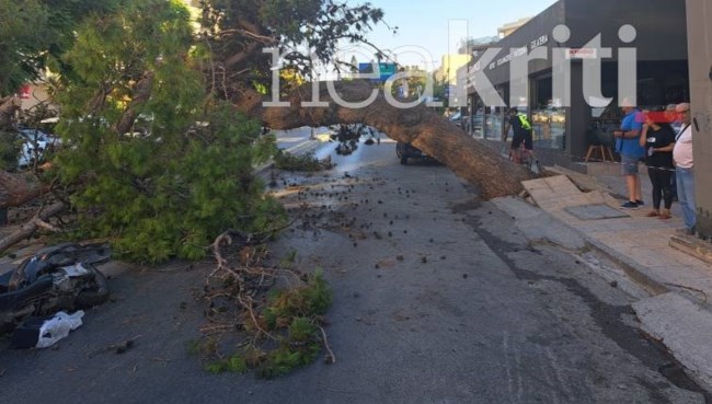 Βίντεο ντοκουμέντο: Η στιγμή που το δέντρο πέφτει και σκοτώνει τον 51χρονο στο Ηράκλειο Κρήτης