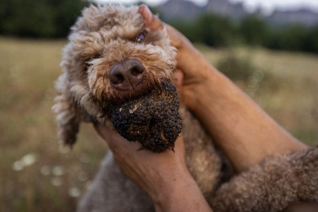 ΔΡΑΣΕΙΣ ΦΥΣΗΣ