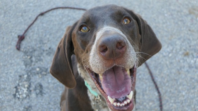 "Χαμογέλα να βγεις ωραίος" - Ο Φλιν είναι σαν ένα κουτάβι που δεν έχει ενηλικιωθεί