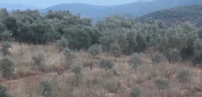 Αντιμέτωπος με αγέλη λύκων ήρθε αγρότης στη Μαγνησία [βίντεο]
