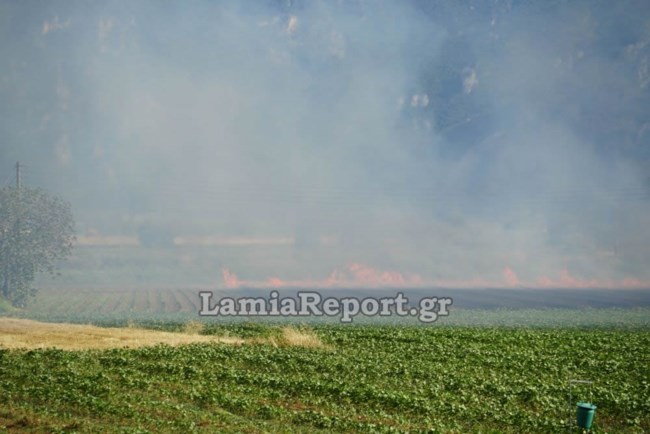 Συναγερμός για πυρκαγιά δίπλα σε σπίτια στη Λαμία [βίντεο - φωτιά]