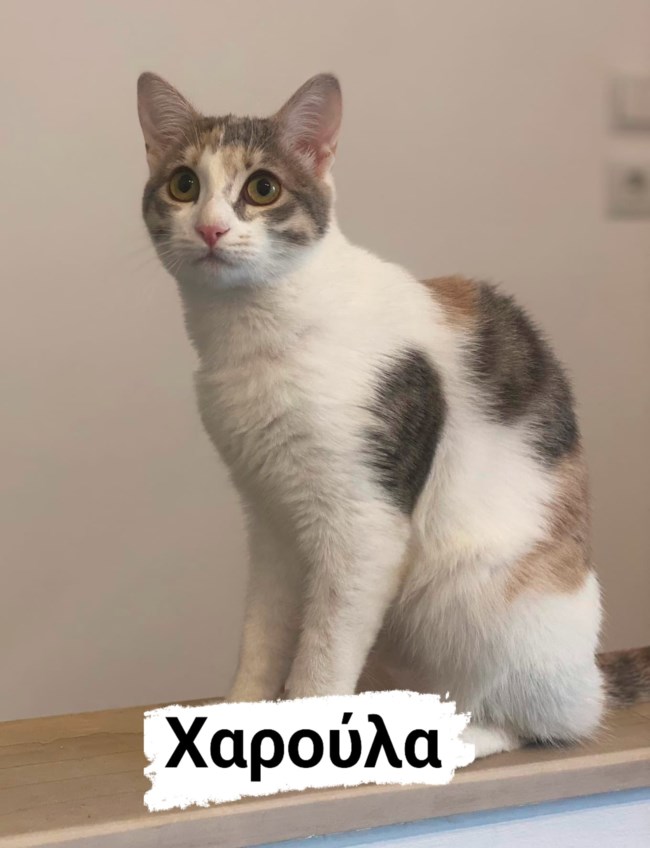 χαρουλα