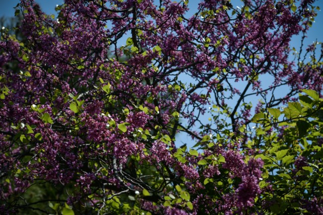 Επιστρέφει... η άνοιξη: Ανεβαίνει η θερμοκρασία από σήμερα - Πού θα σημειωθούν τοπικές βροχές