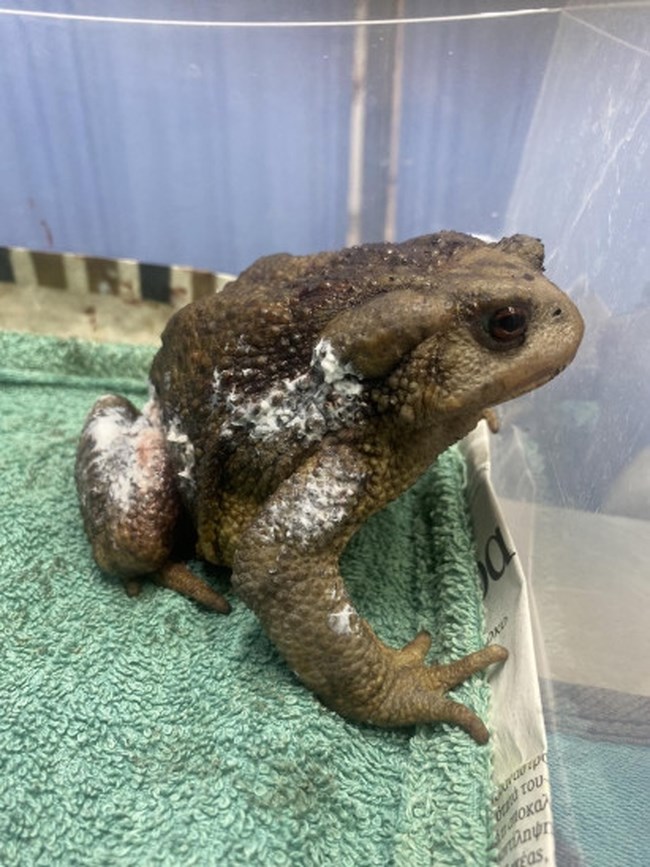 Βατραχάκι "Bufo bufo" επιβίωσε από θαύμα από τη φωτιά στη Νότιο Εύβοια